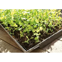 Anzuchtplatte mit Einzeltöpfen