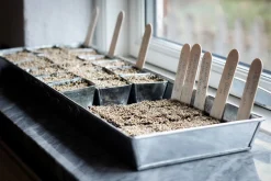 Anzuchtplatte mit Einzeltöpfen