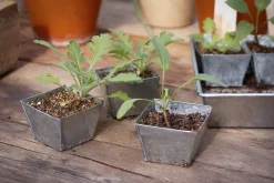 Anzuchtplatte mit Einzeltöpfen