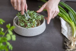 Anzuchtschale für Microgreens