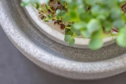 Anzuchtschale für Microgreens
