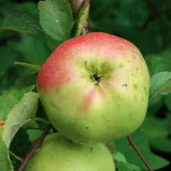Apfel für Allergiker