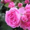 Balkonrose 'Leonardo da Vinci' ®