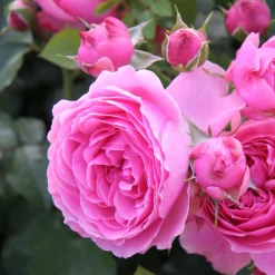 Balkonrose 'Leonardo da Vinci' ®