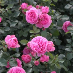 Balkonrose 'Leonardo da Vinci' ®