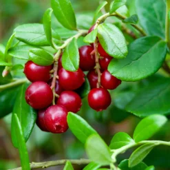 Beerenstrauch Cranberry ’Howes‘