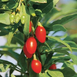 Beerenstrauch Gojibeere 'Sweet Lifeberry®'