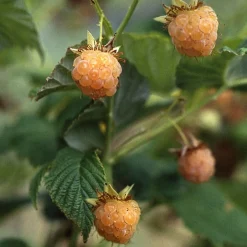 Beerenstrauch Himbeere 'Gelbe Antwerpener'