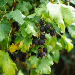 Beerenstrauch Jostabeere