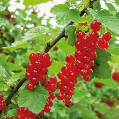 Beerenstrauch Rote Johannisbeere 'Roter See'