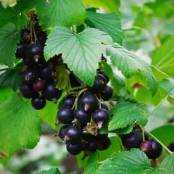 Beerenstrauch Schwarze Johannisbeere 'Hedda'