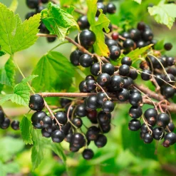 Beerenstrauch Schwarze Johannisbeere 'Noir de Bourgogne'