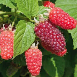 Beerenstrauch Taybeere 'Buckingham'