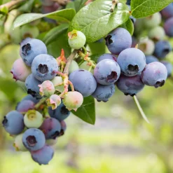 Beerensträucher Heidelbeere lange Erntezeit