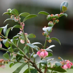 Beerensträucher Heidelbeere lange Erntezeit