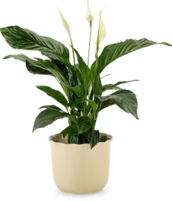 Übertopf Heritage beige