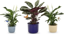 Übertopf Heritage beige