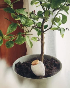 Bewässerungskegel Ollas