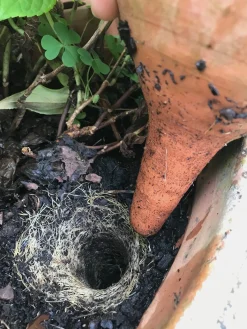 Bewässerungstopf zum Stecken