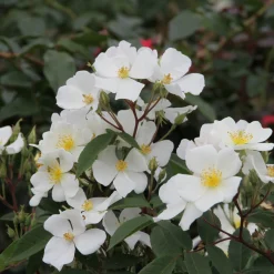 Bienenrose 'Musquée sans Soucis'®