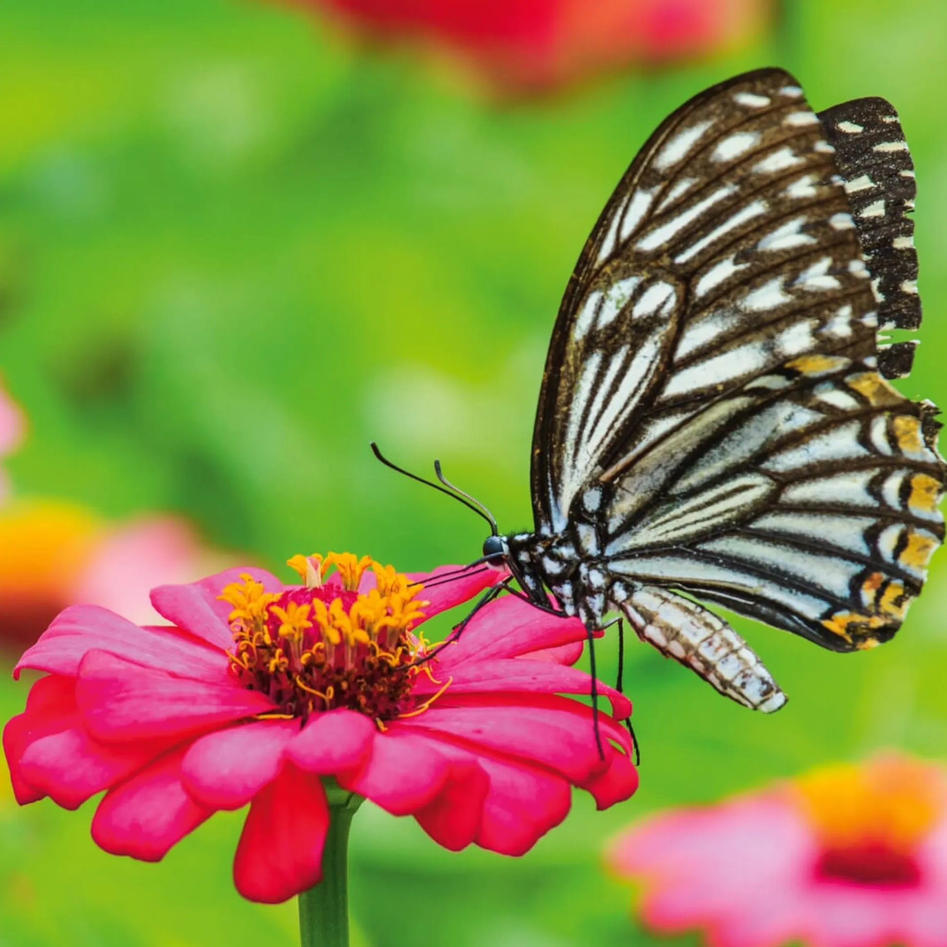 Bio-Blumensamen Samenwürfel für Schmetterlinge
