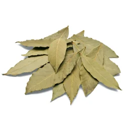 Bio-Lorbeer aus Sardinien