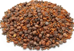 Bio-Saatgut Microgreens