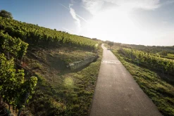 Bio-Scheurebe Gutswein trocken