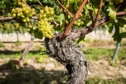 Bio-Scheurebe Gutswein trocken