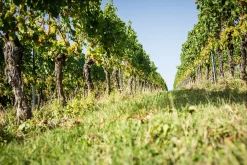 Bio-Scheurebe Gutswein trocken