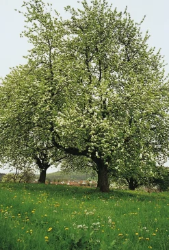 Birnenschaumwein Bratbirne