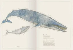 Blauwal, Seestern, Oktopus