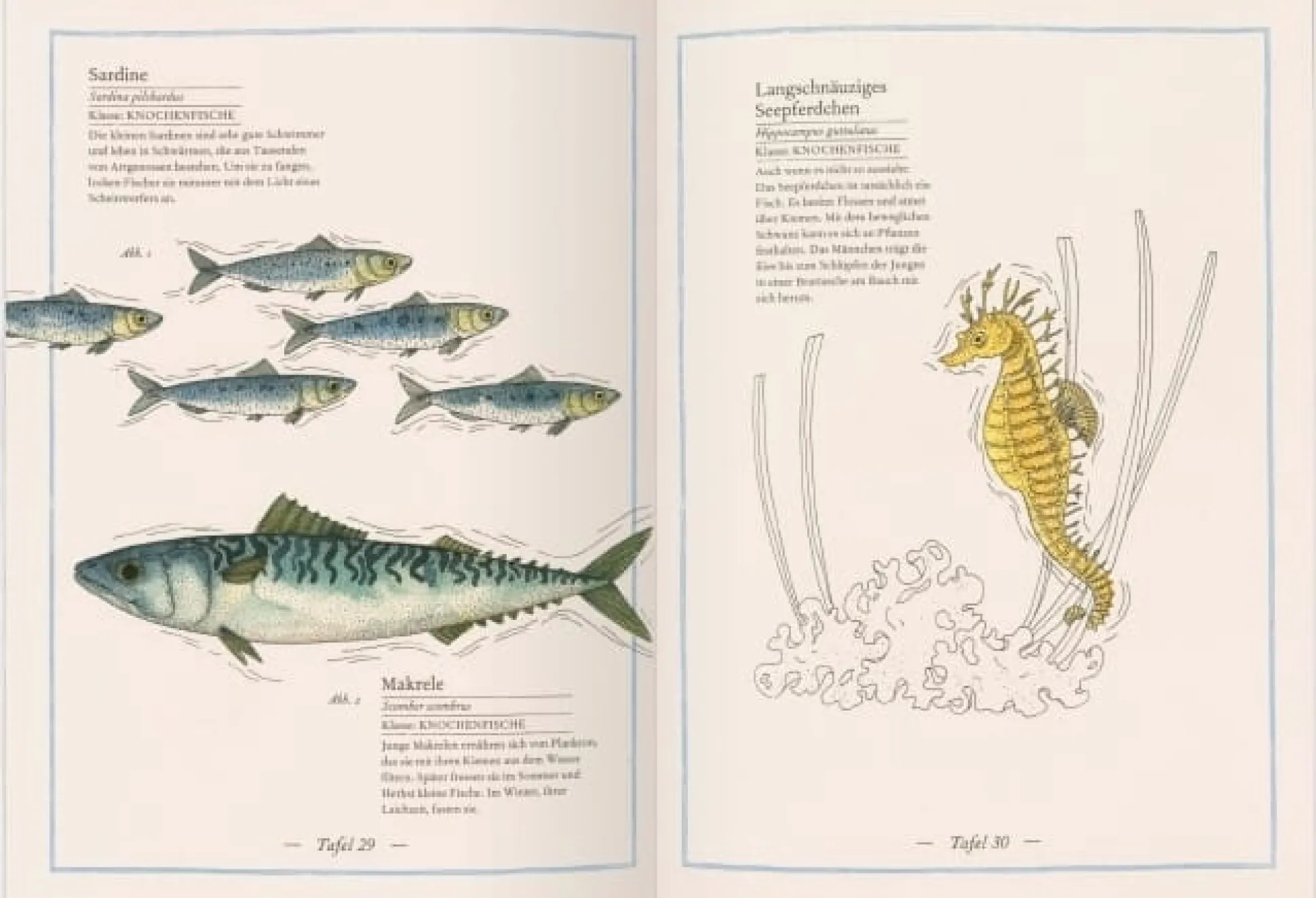 Blauwal, Seestern, Oktopus