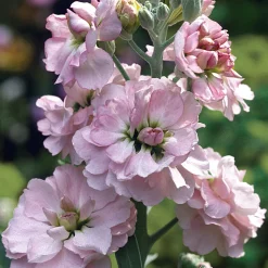Blumensamen Ausgewählte Levkojen