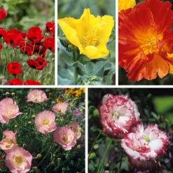 Blumensamen Besondere Mohngewächse