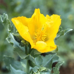 Blumensamen Besondere Mohngewächse