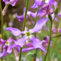 Blumensamen Duftende Blumen