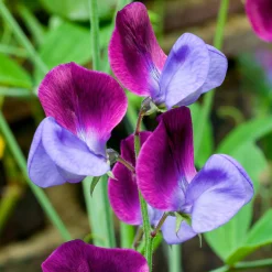 Blumensamen Duftende Blumen