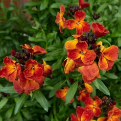 Blumensamen Duftende Blumen