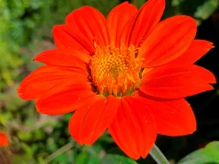 Blumensamen für trockene heiße Plätze