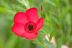 Blumensamen für trockene heiße Plätze