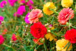 Blumensamen für trockene heiße Plätze