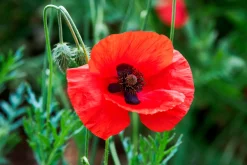 Blumensamen für trockene heiße Plätze