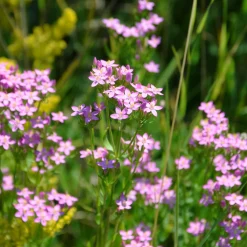 Blumensamen Heilpflanzen für die Hausapotheke