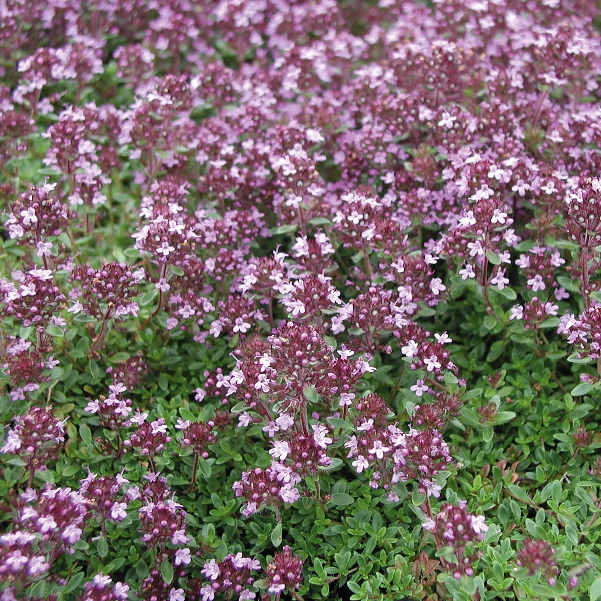 Blumensamen Heilpflanzen für die Hausapotheke
