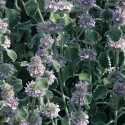 Blumensamen Heilpflanzen für die Hausapotheke