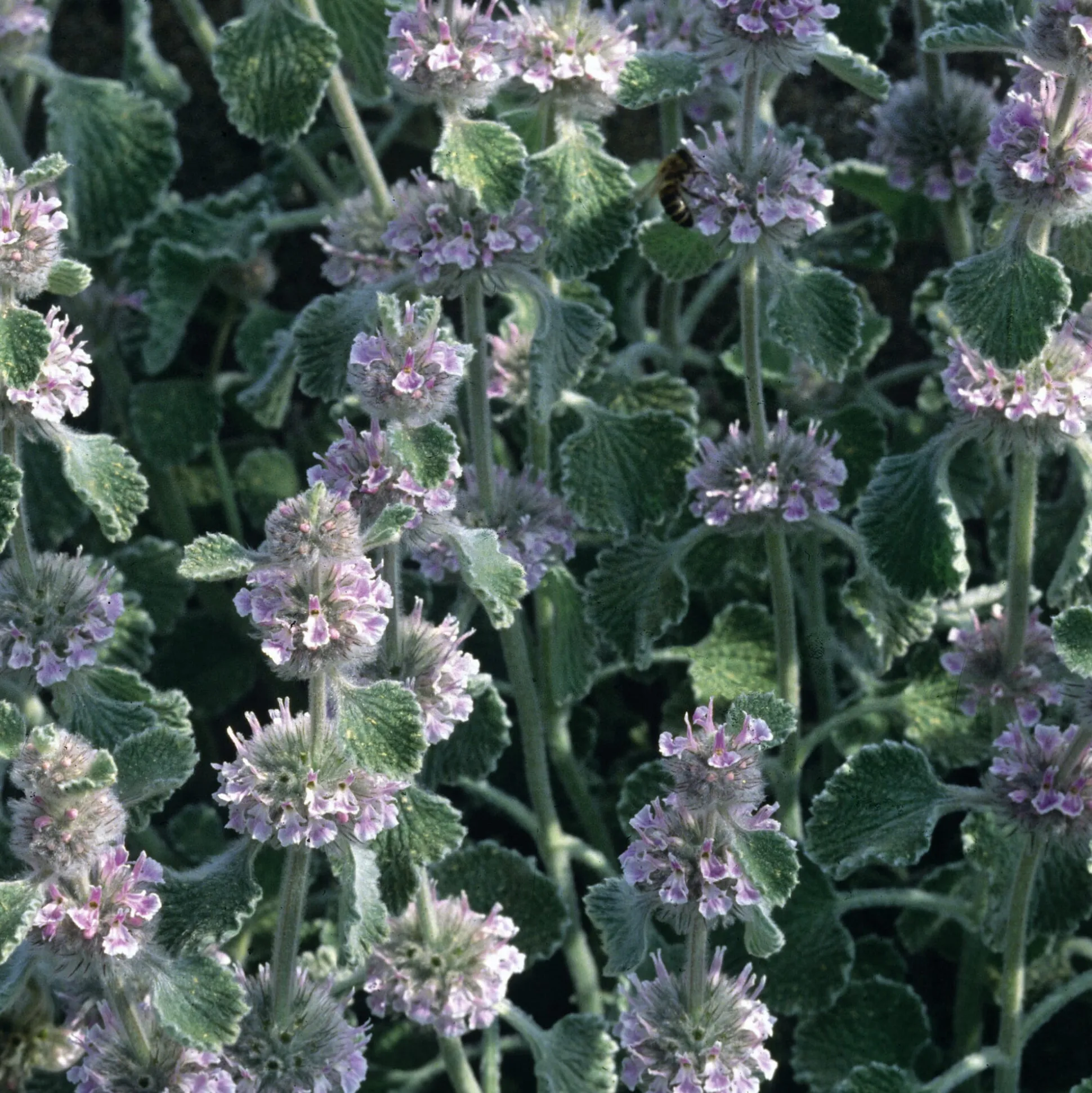 Blumensamen Heilpflanzen für die Hausapotheke