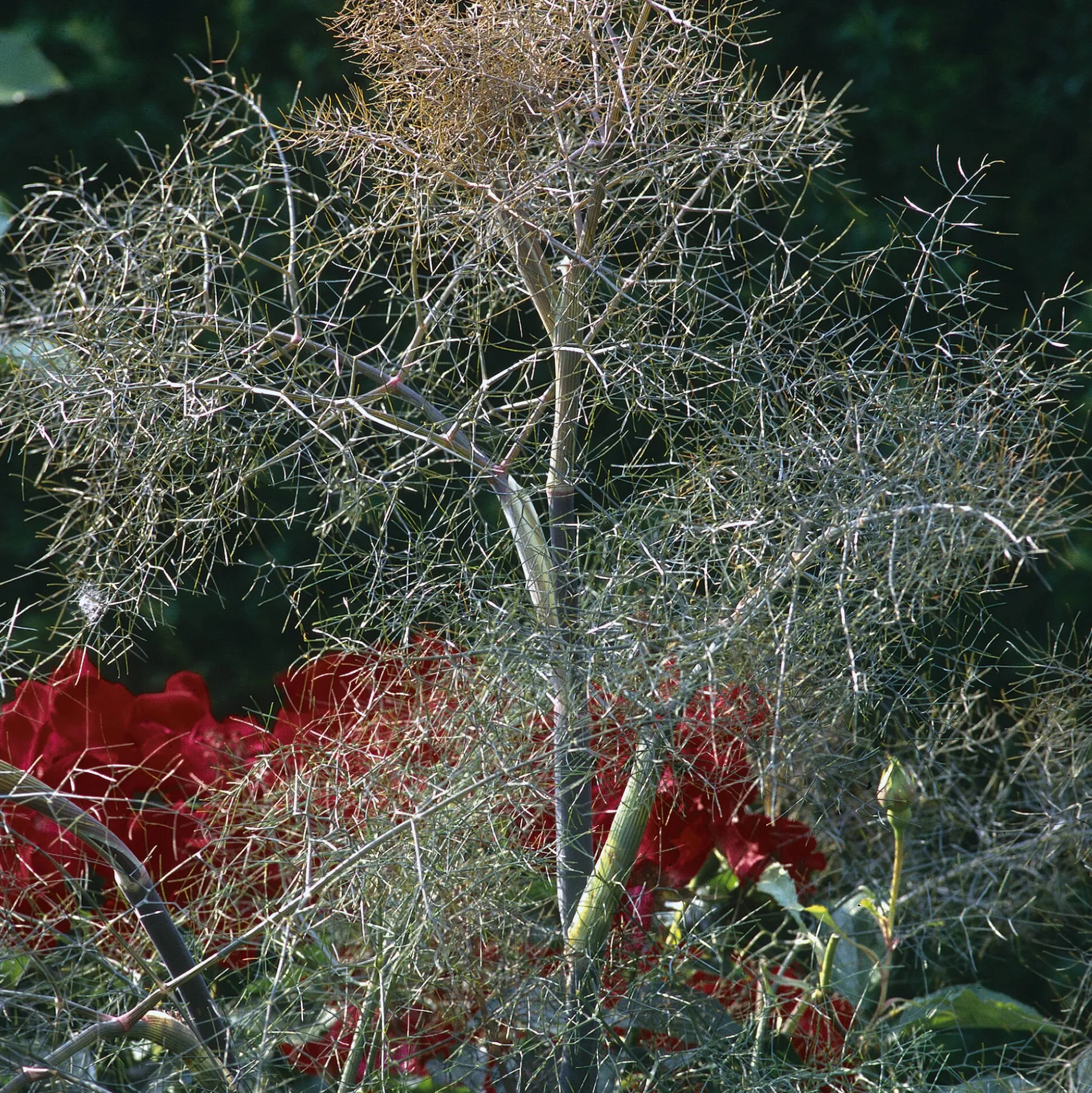 Blumensamen Heilpflanzen für die Hausapotheke