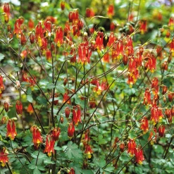 Blumensamen Historische Akeleien