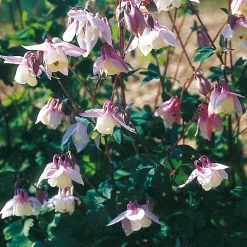 Blumensamen Historische Akeleien